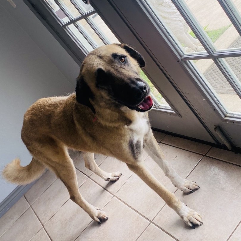 Saphire, Adult Female Anatolian Shepherd