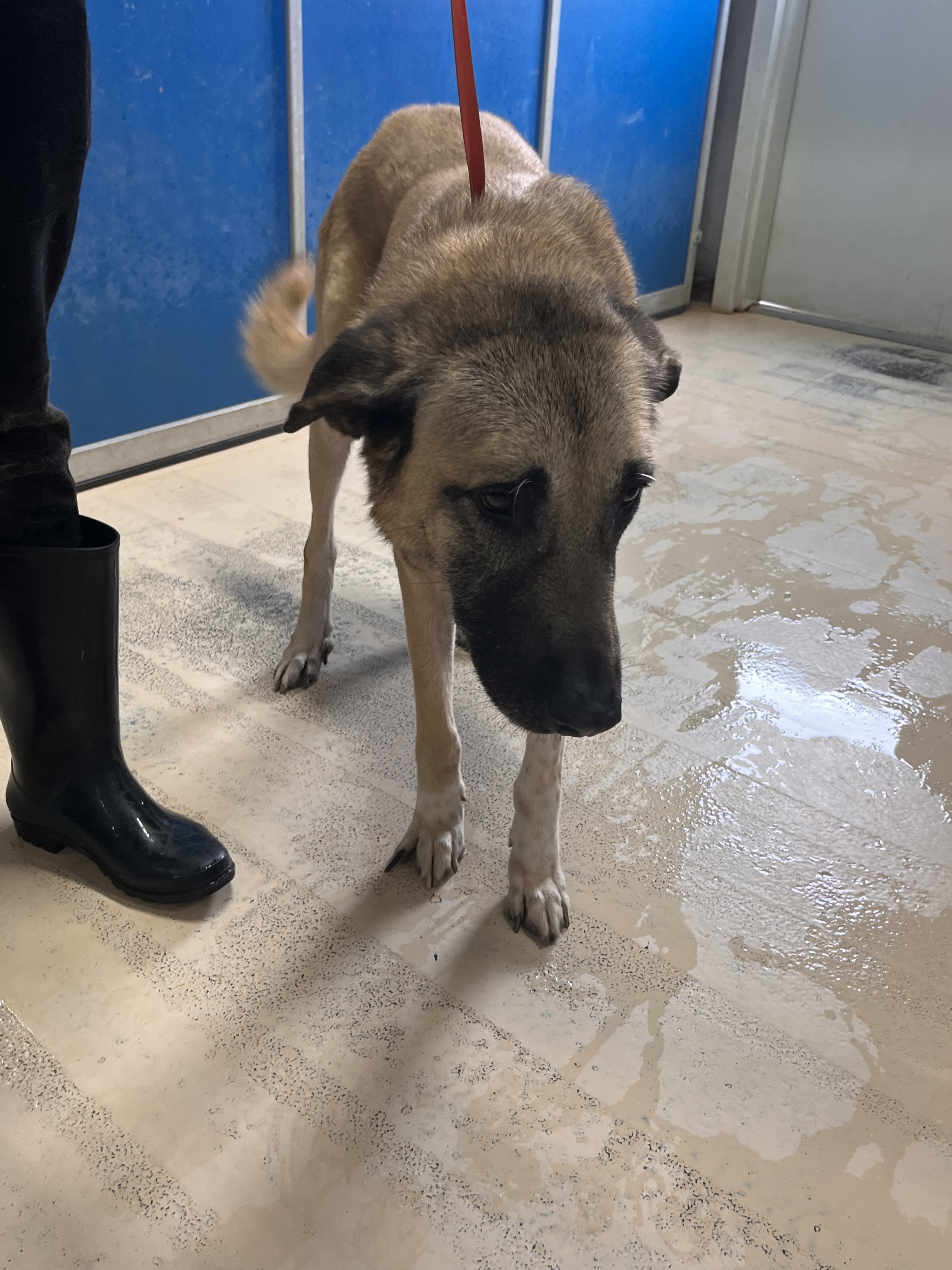 Enlarge Saphire, a Adoptable mixed breed in Portland, OR image 2/6