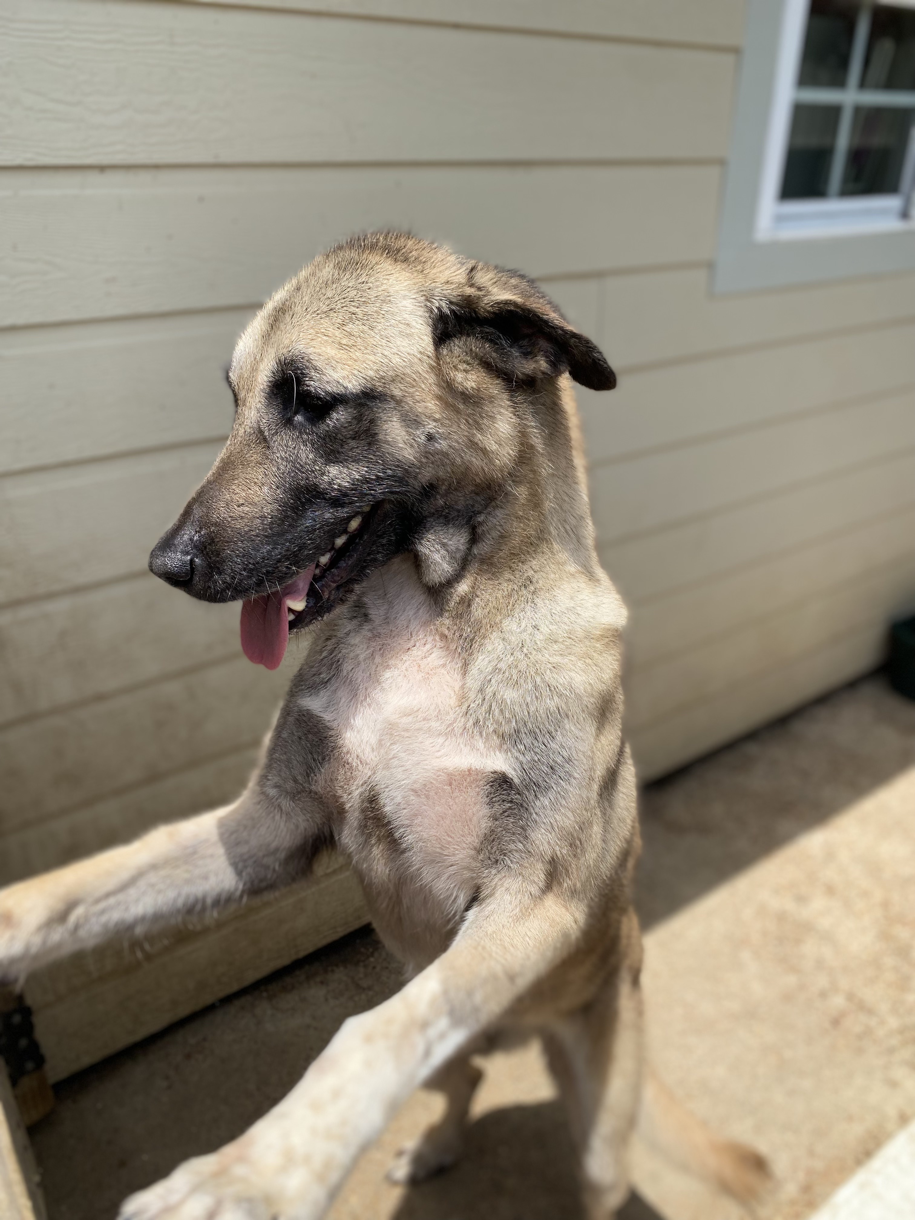 Enlarge Saphire, a Adoptable mixed breed in Portland, OR image 3/6