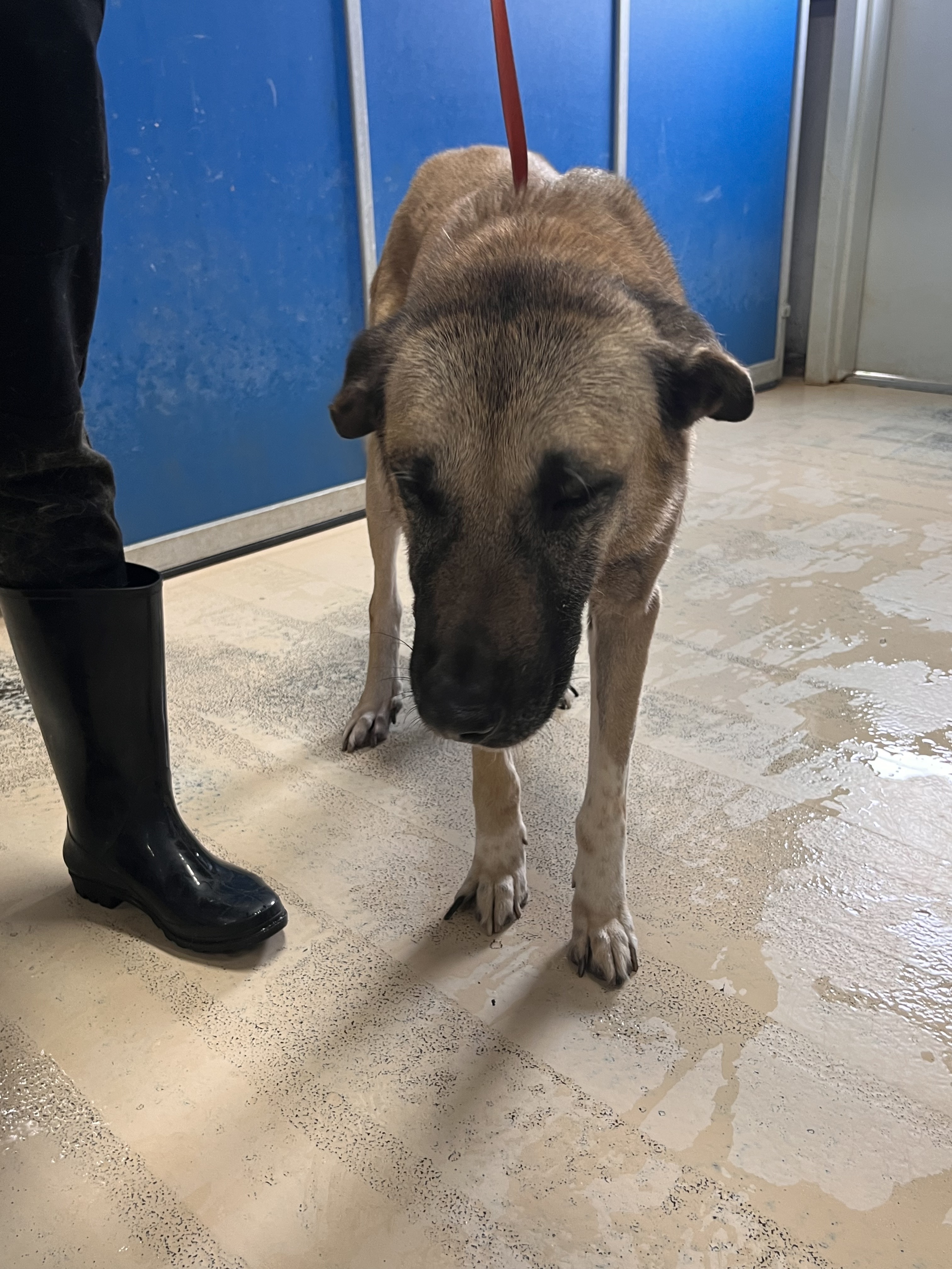 Enlarge Saphire, a Adoptable mixed breed in Portland, OR image 4/6