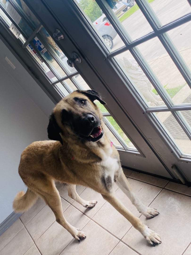 Enlarge Saphire, a Adoptable mixed breed in Portland, OR image 5/6