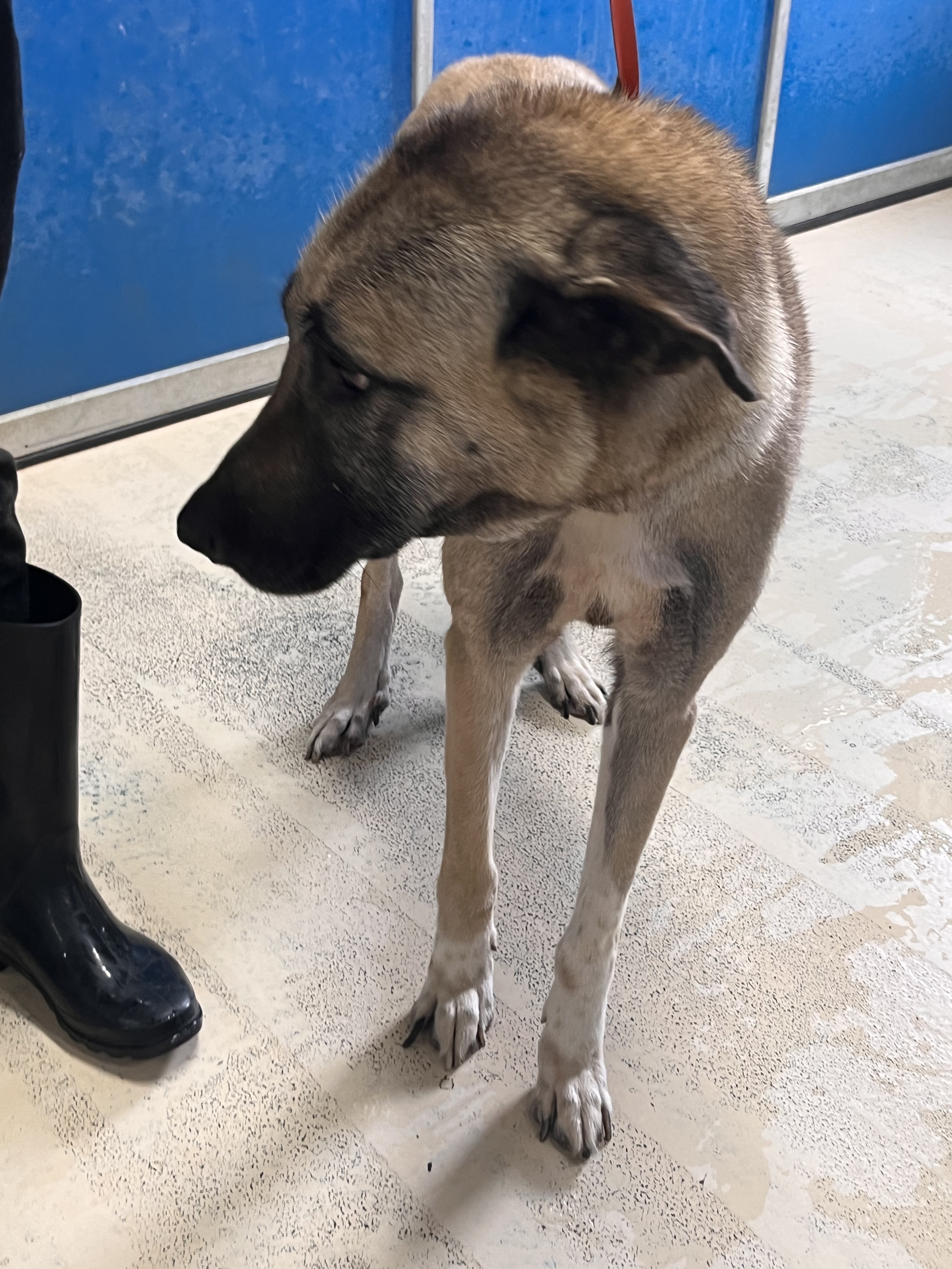 Enlarge Saphire, a Adoptable mixed breed in Portland, OR image 6/6