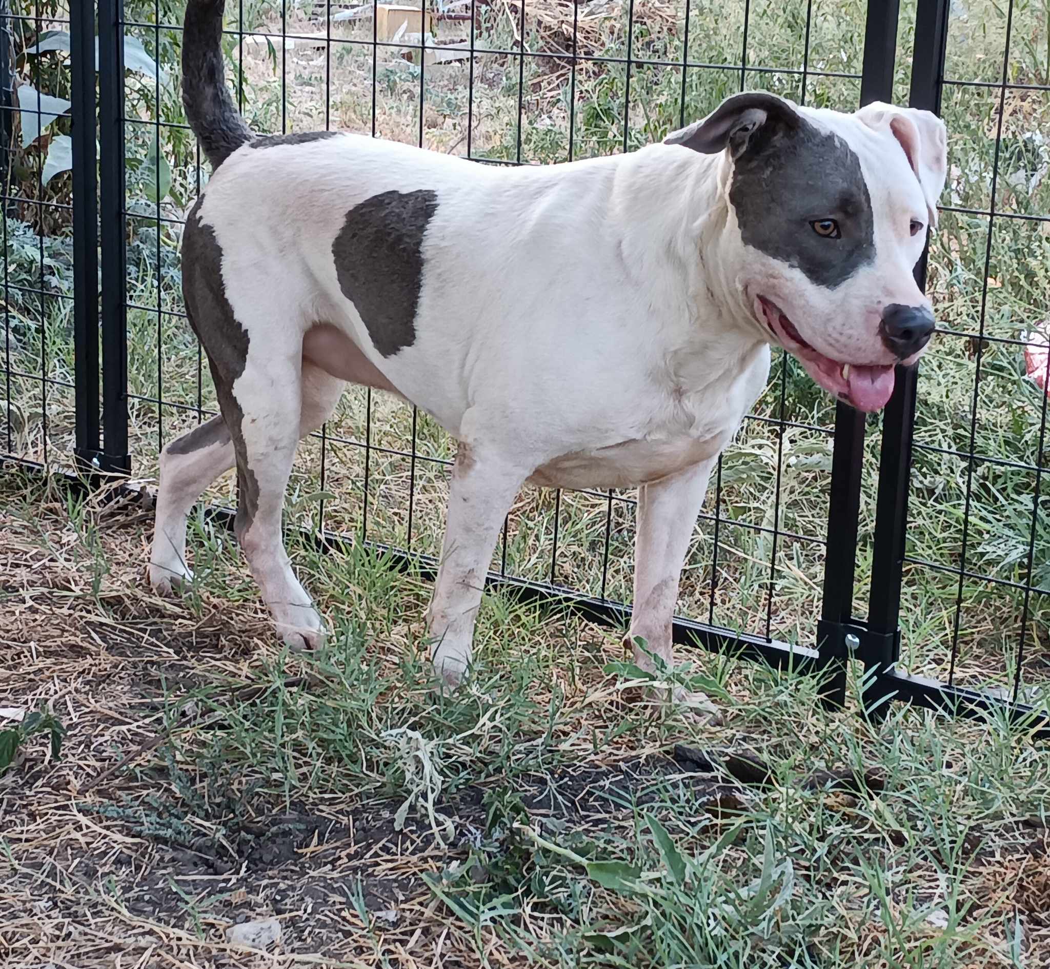 Ivy, Adoptable, Adult Female Pit Bull Terrier.