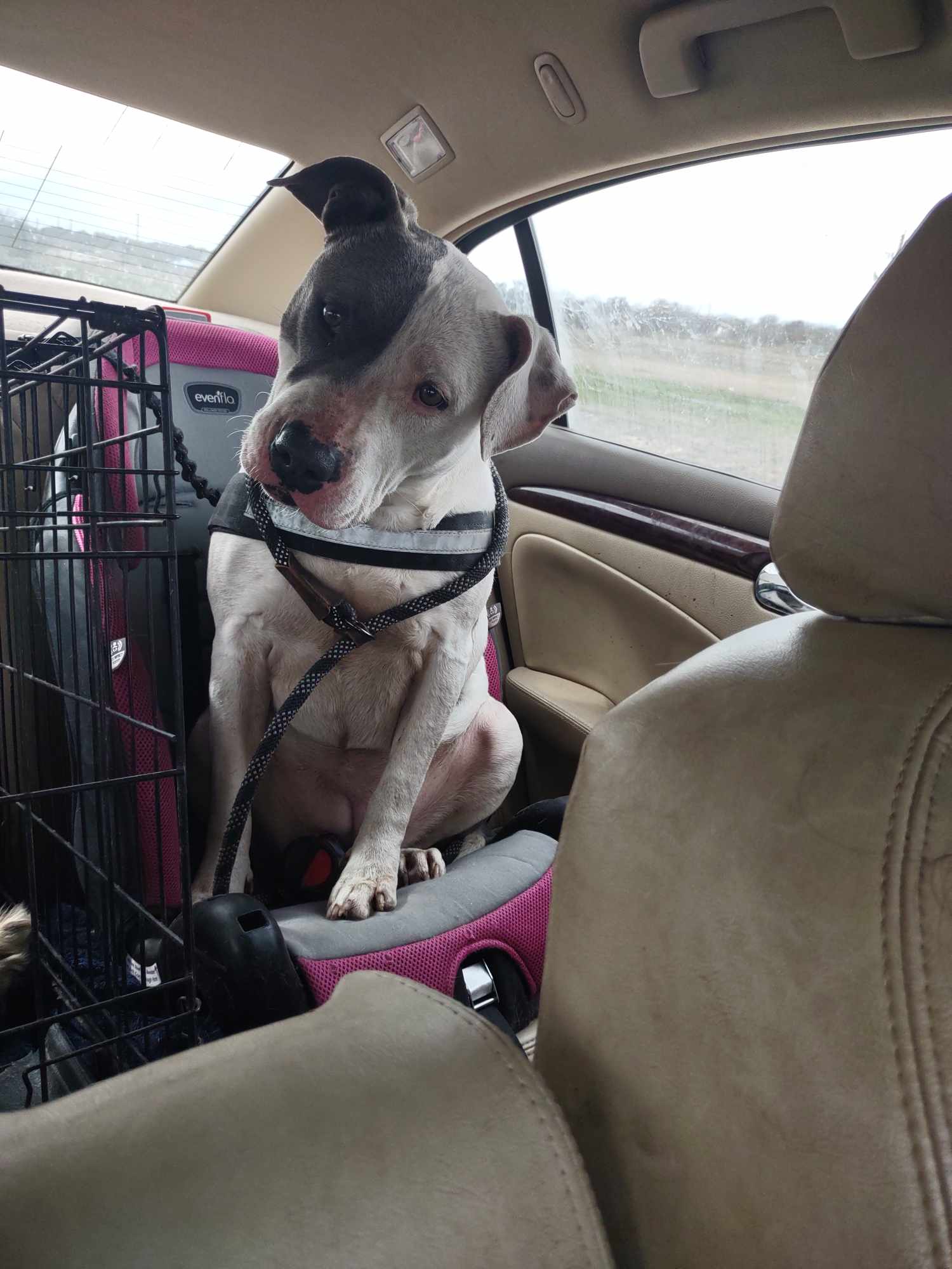 Enlarge Ivy, a Adoptable Pit Bull Terrier in Kempner, TX image 11/11