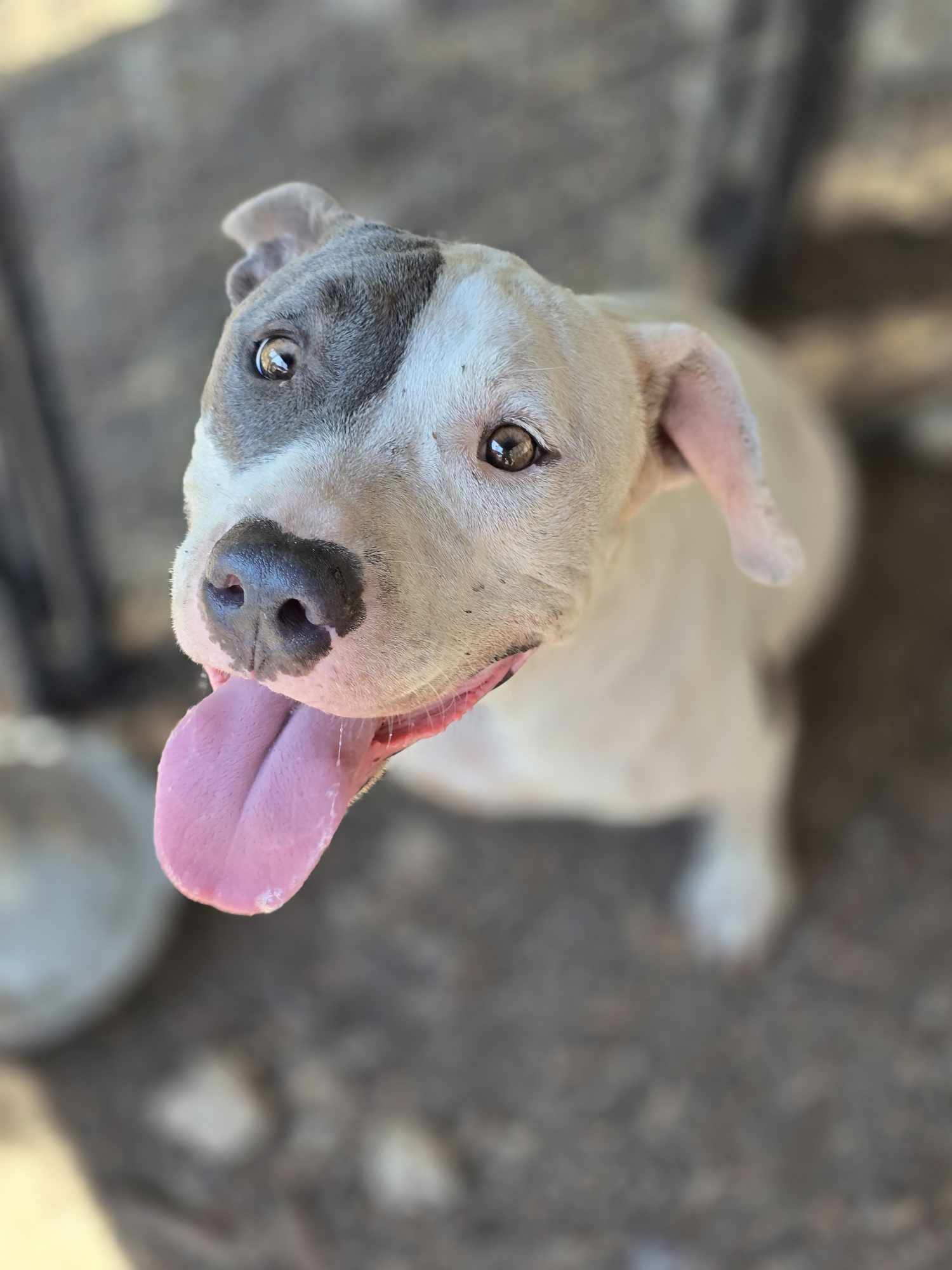 Enlarge Ivy, a Adoptable Pit Bull Terrier in Kempner, TX image 10/11
