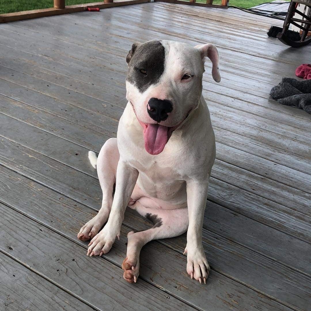 Enlarge Ivy, a Adoptable Pit Bull Terrier in Kempner, TX image 8/11
