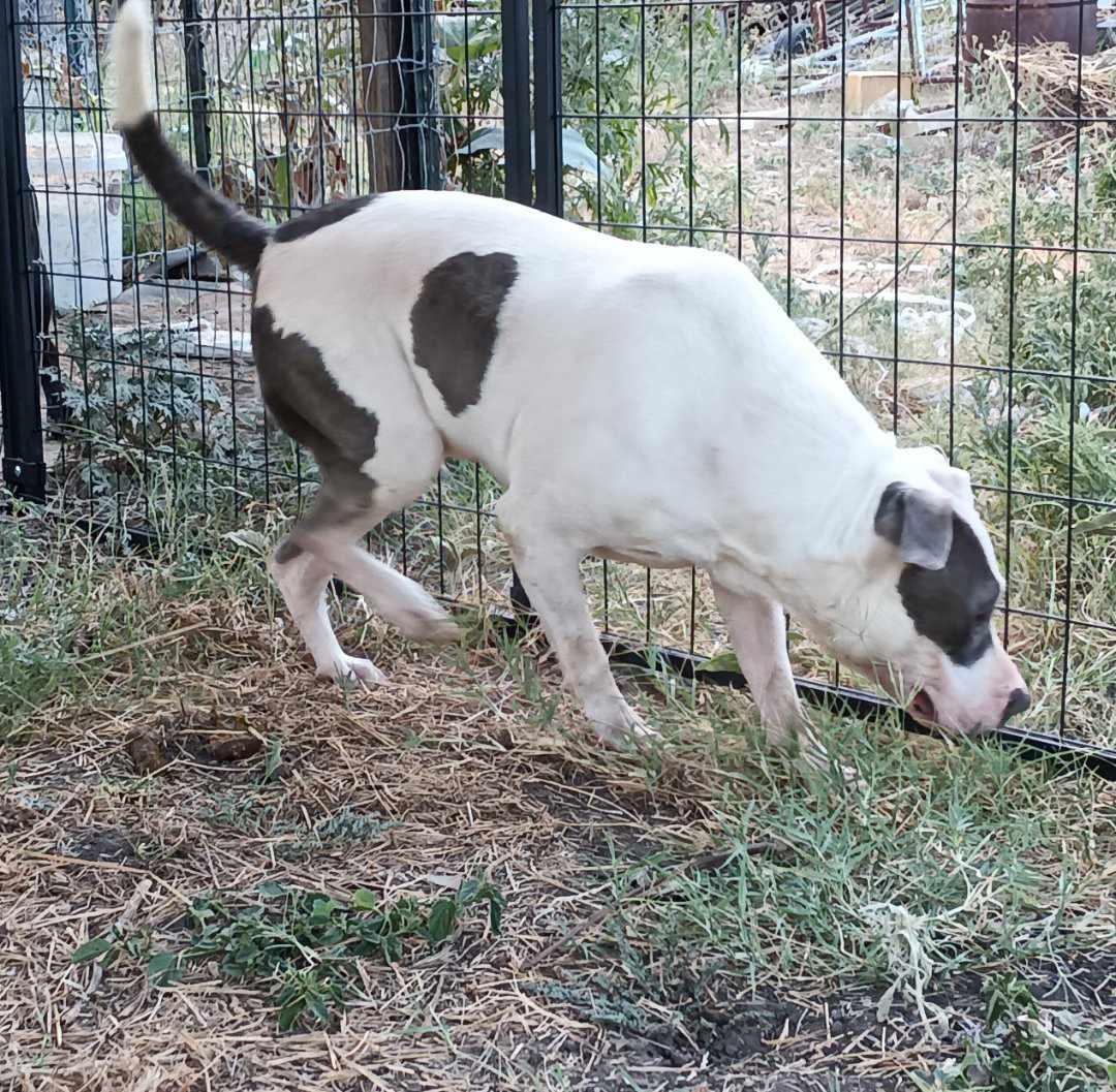 Enlarge Ivy, a Adoptable Pit Bull Terrier in Kempner, TX image 9/11