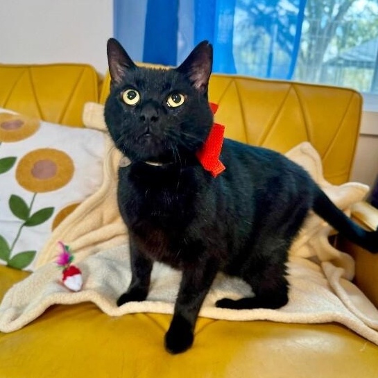 Spidey Delgado — thumbnail 2