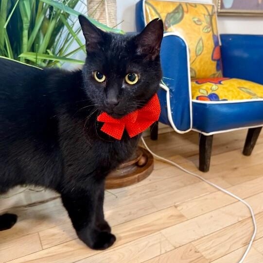 Spidey Delgado — thumbnail 4