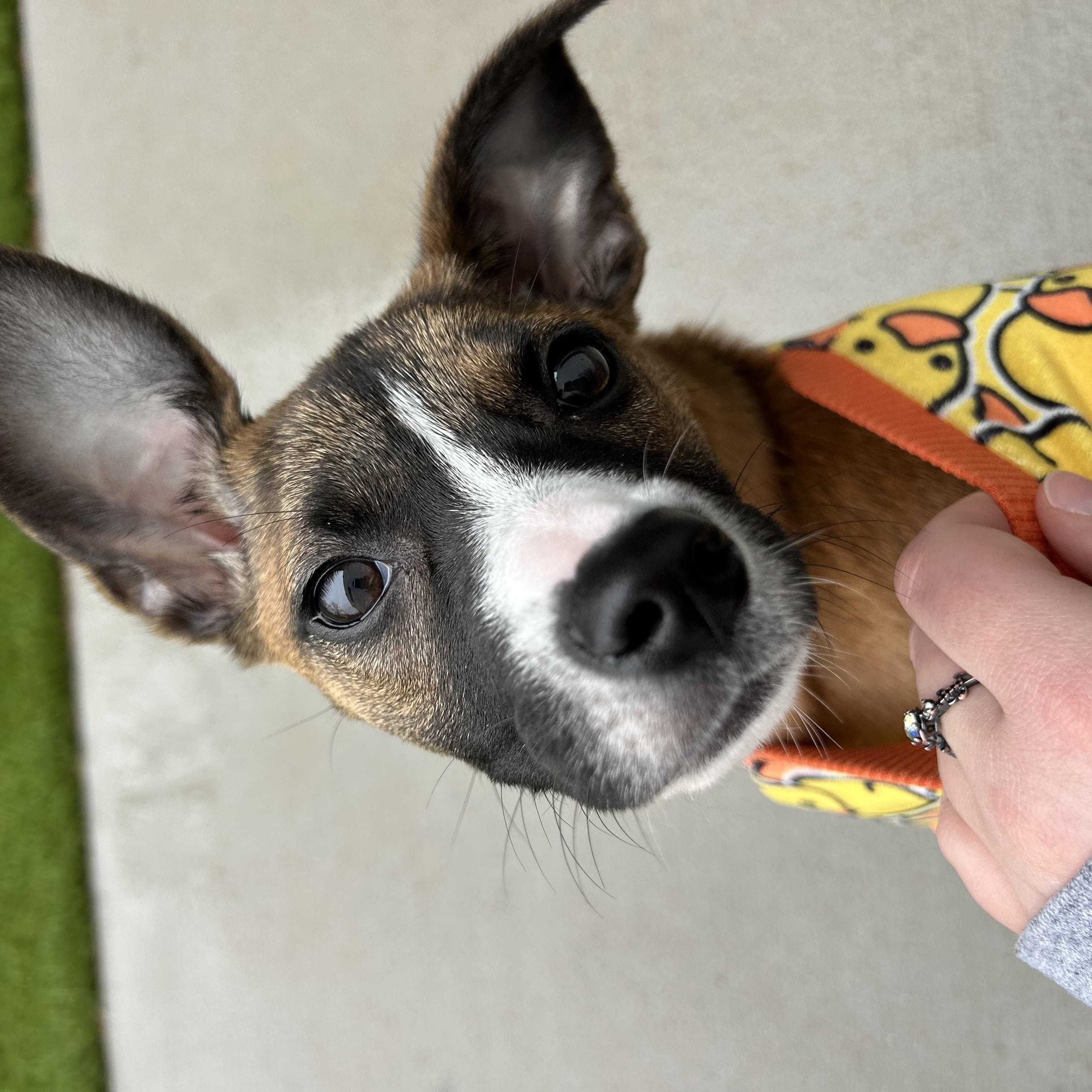 Enlarge Angela, a ADOPTABLE mixed breed in Hillsboro, MO image 1/5
