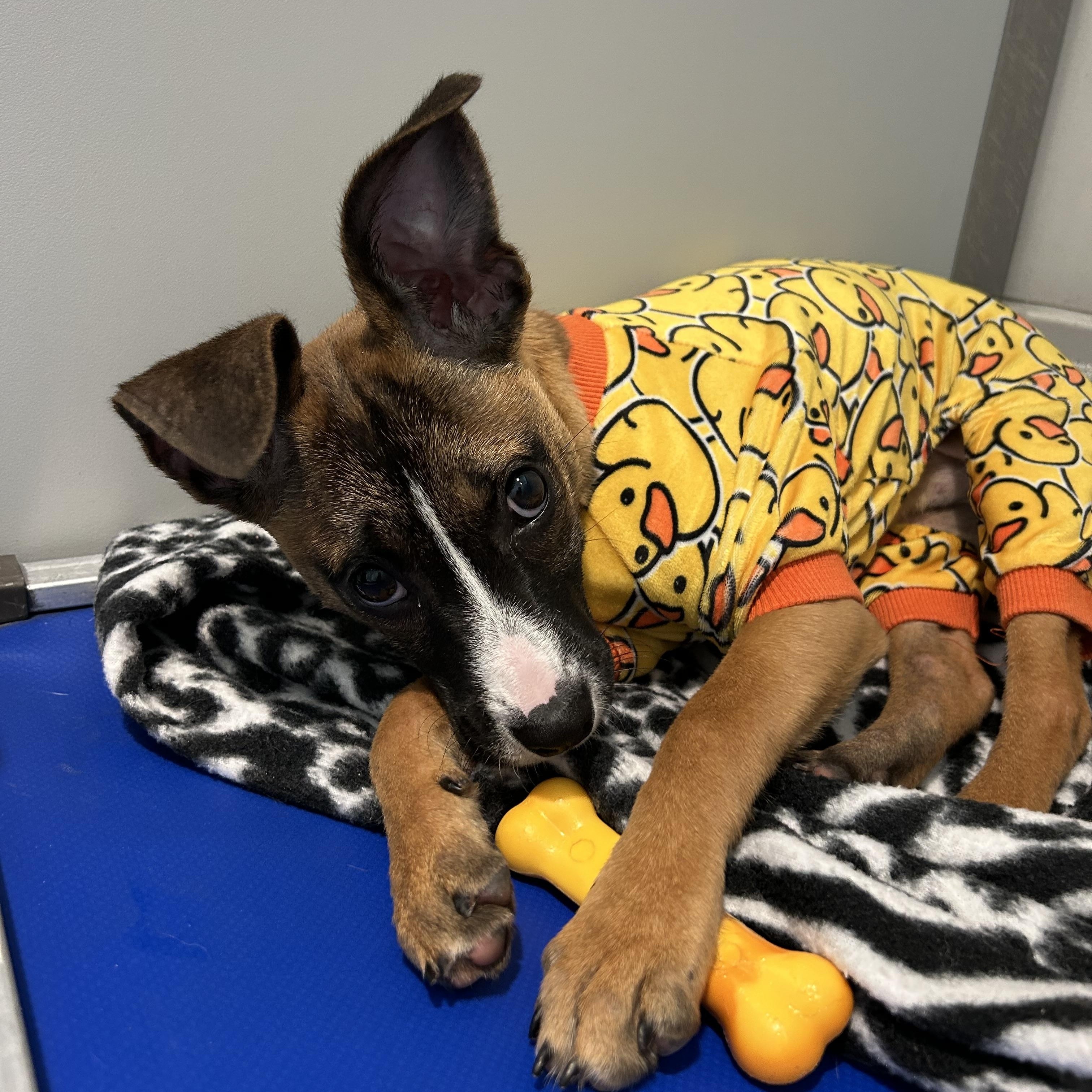 Enlarge Angela, a ADOPTABLE mixed breed in Hillsboro, MO image 4/5