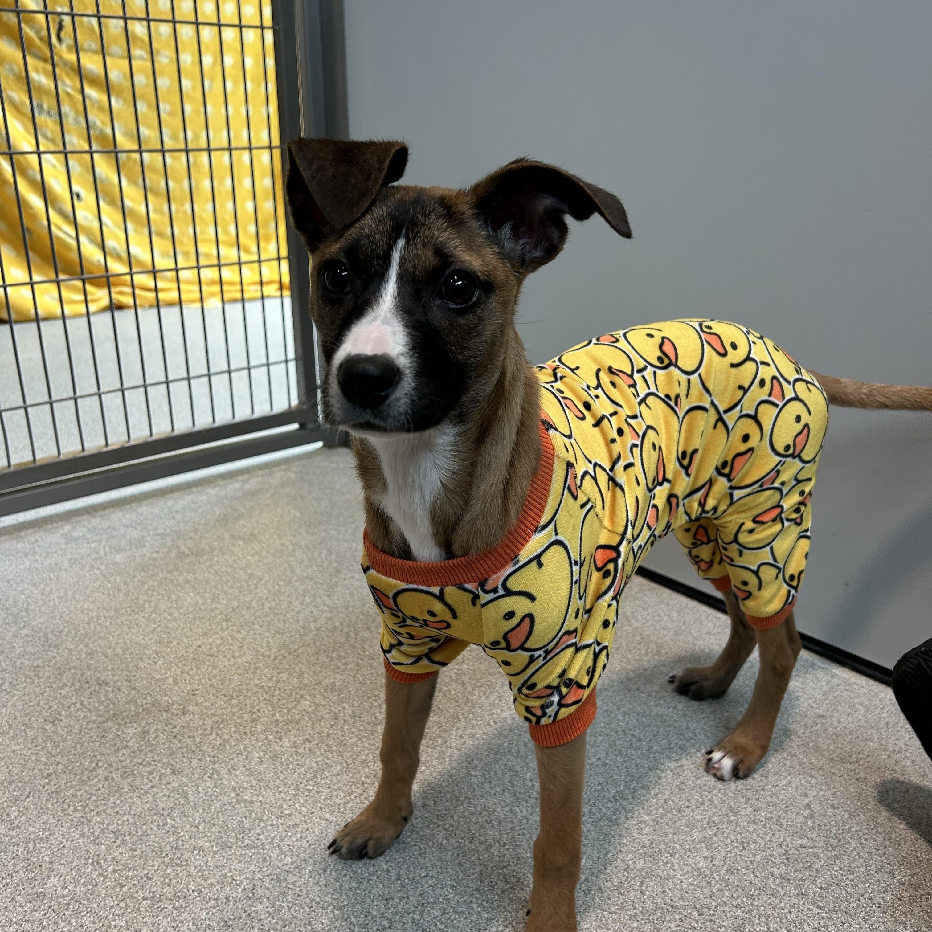 Enlarge Angela, a ADOPTABLE mixed breed in Hillsboro, MO image 3/5