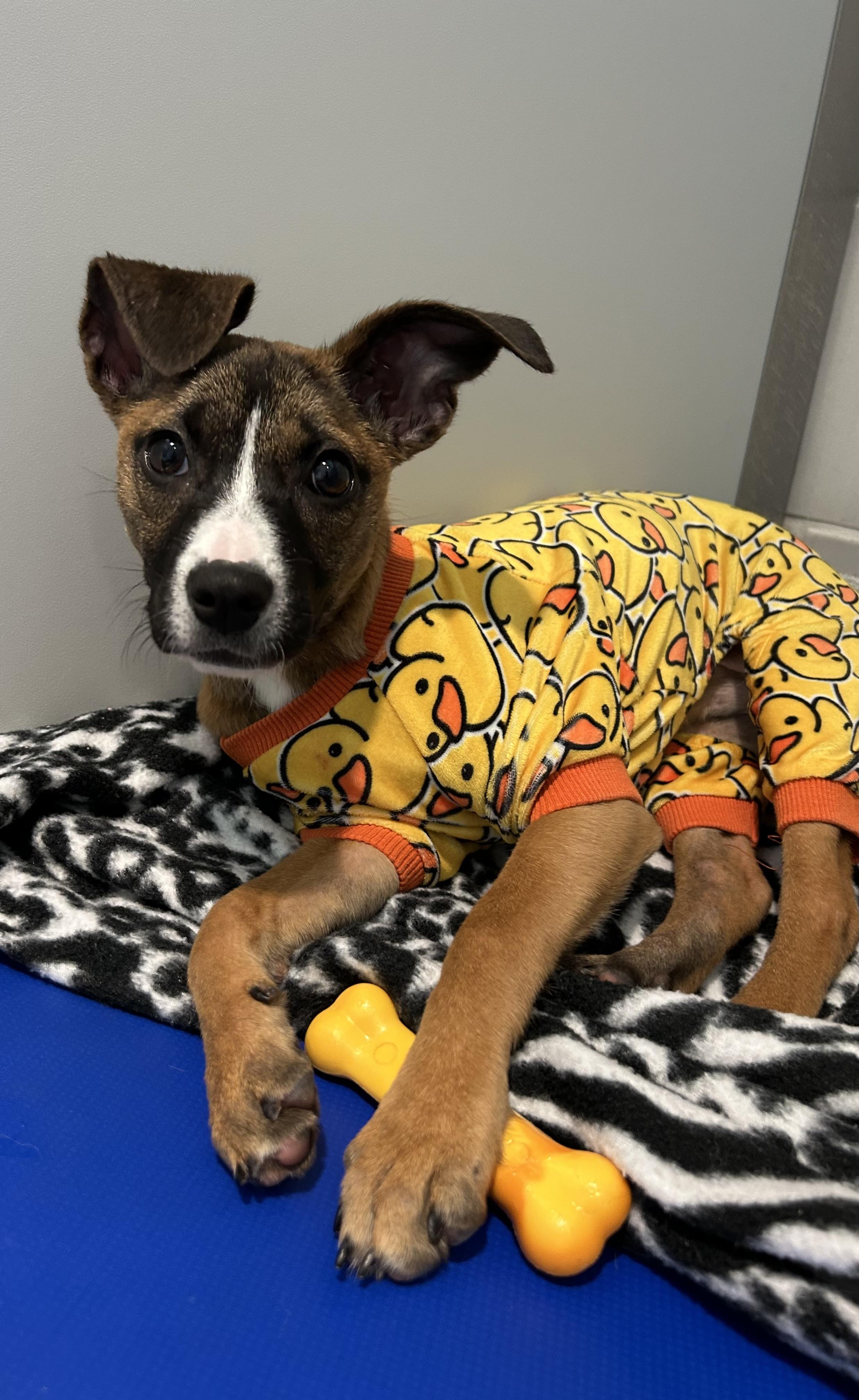 Enlarge Angela, a ADOPTABLE mixed breed in Hillsboro, MO image 2/5