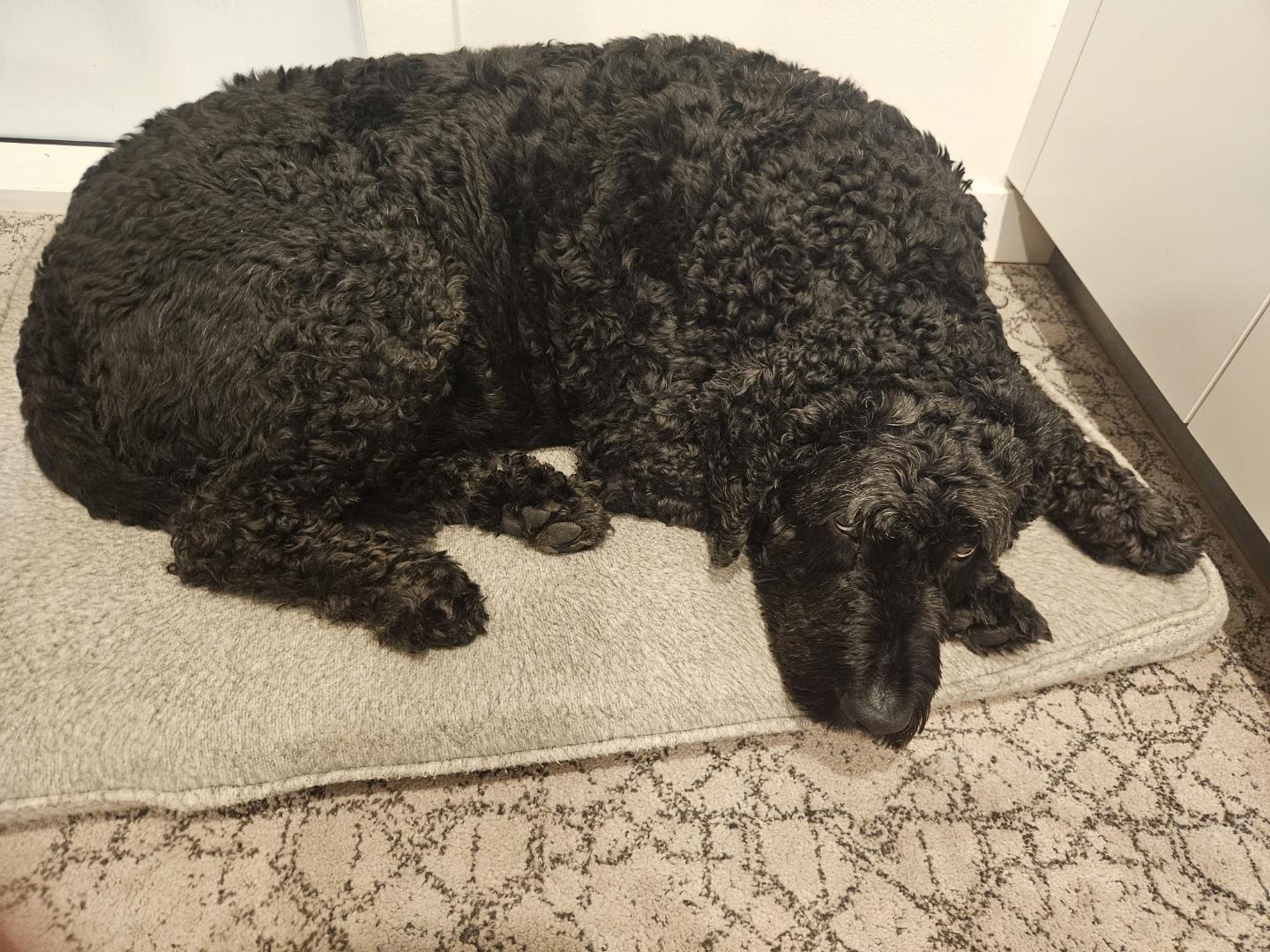 Winston, adopted, Adult Male Poodle & Bernese Mountain Dog.