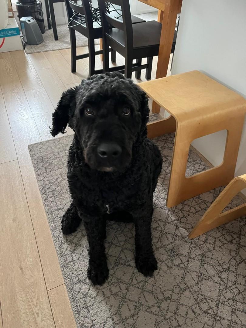 Enlarge Winston, an adopted mixed breed in Crystal City, MB image 2/4