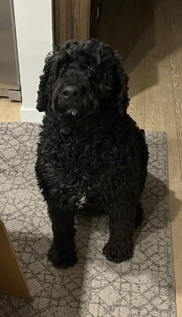 Enlarge Winston, an adopted mixed breed in Crystal City, MB image 3/4