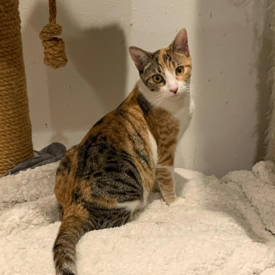 Bp baby girl, a Adoptable mixed breed in Glendora, CA image 3/5