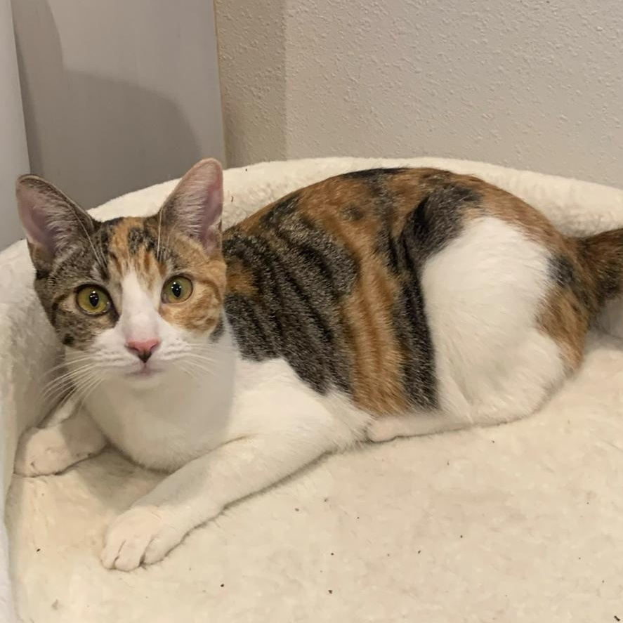 Bp baby girl, Adoptable, Young Female Calico.