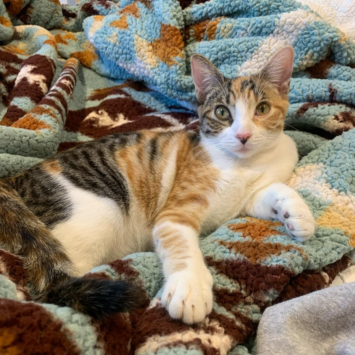 Bp baby girl, a Adoptable mixed breed in Glendora, CA image 2/5