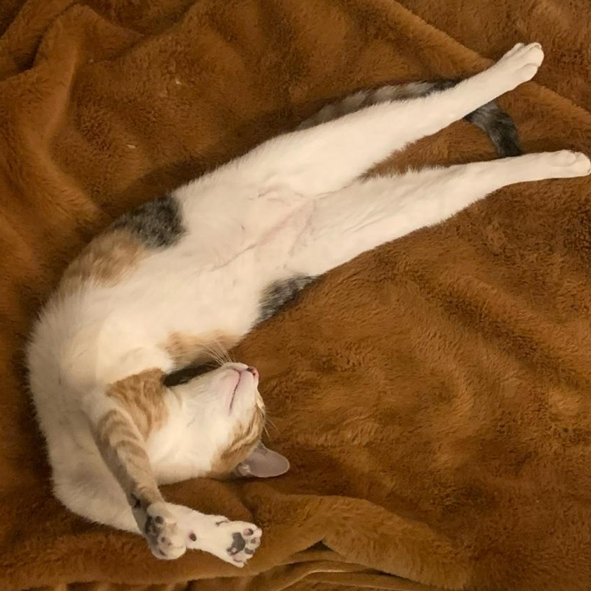 Bp baby girl, a Adoptable mixed breed in Glendora, CA image 4/5