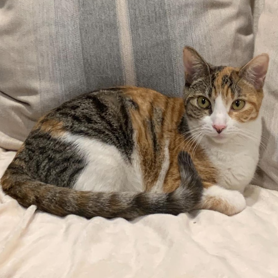 Bp baby girl, a Adoptable mixed breed in Glendora, CA image 5/5