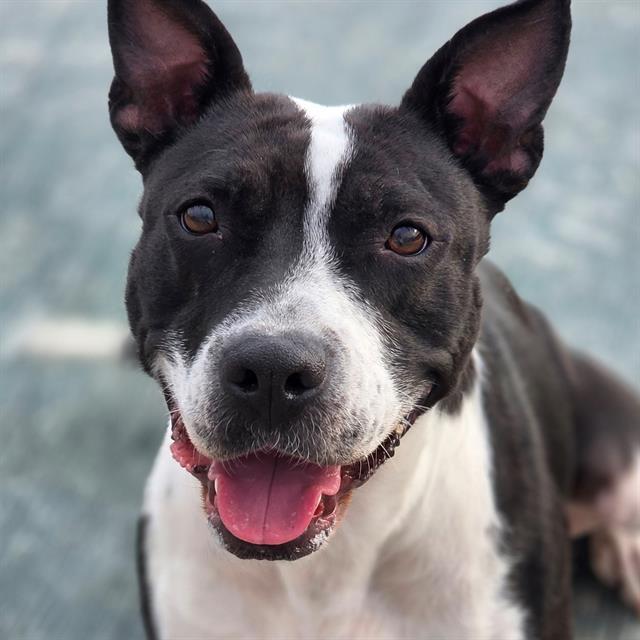 HONEYBUN, Adoptable, Young Female Pit Bull Terrier.