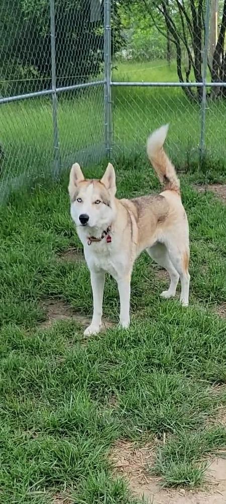 Enlarge Charlie, a Adoptable mixed breed in Hutto, TX image 1/6