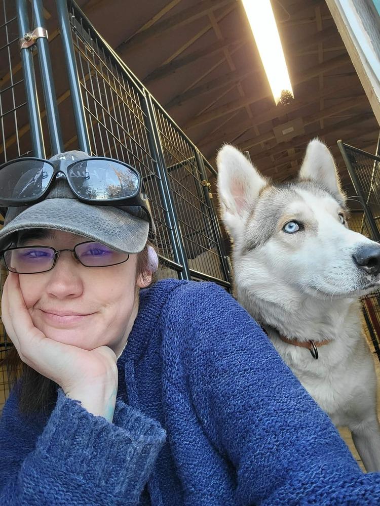 Charlie, Adoptable, Young Male Siberian Husky.