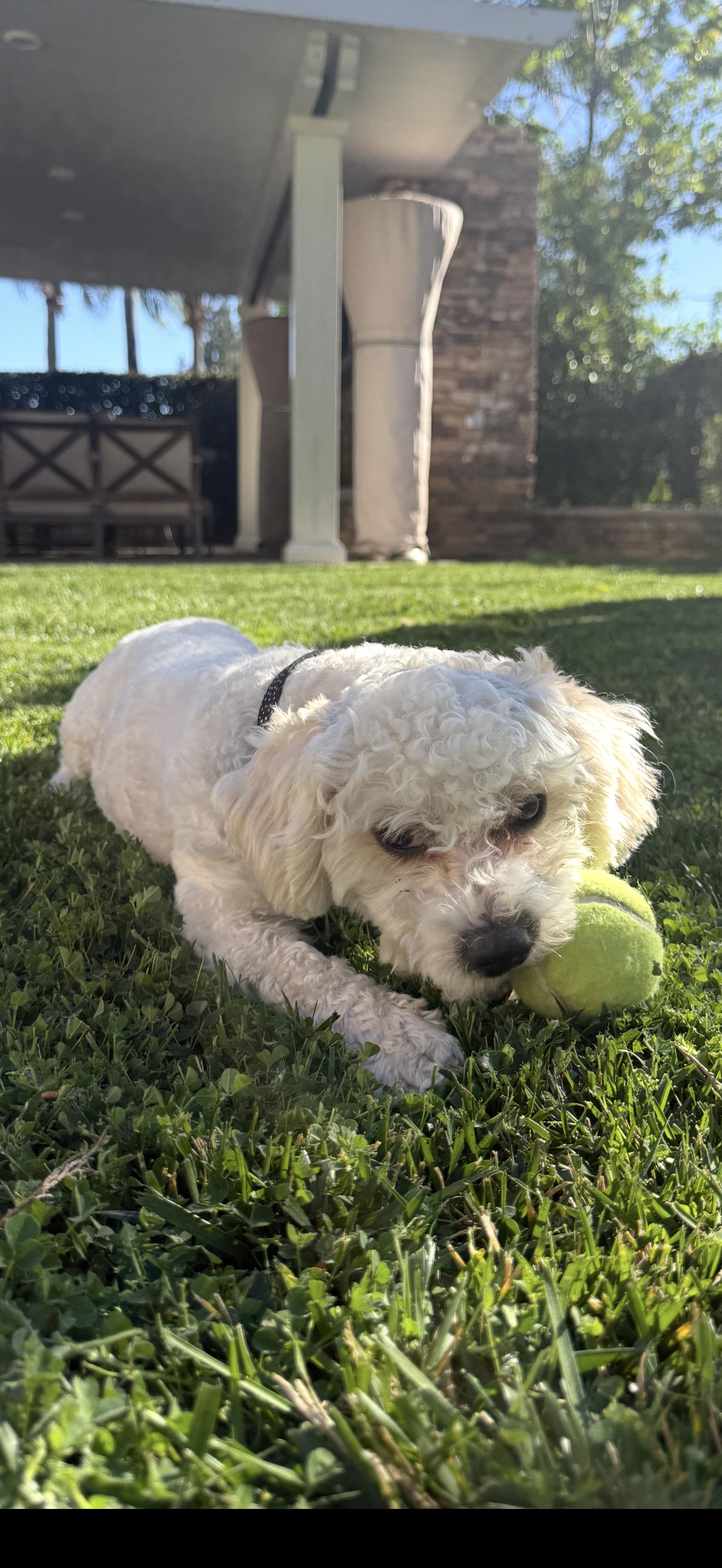 Enlarge Archie - The Jovial Boy , a ADOPTABLE Maltipoo in Anaheim, CA image 4/5