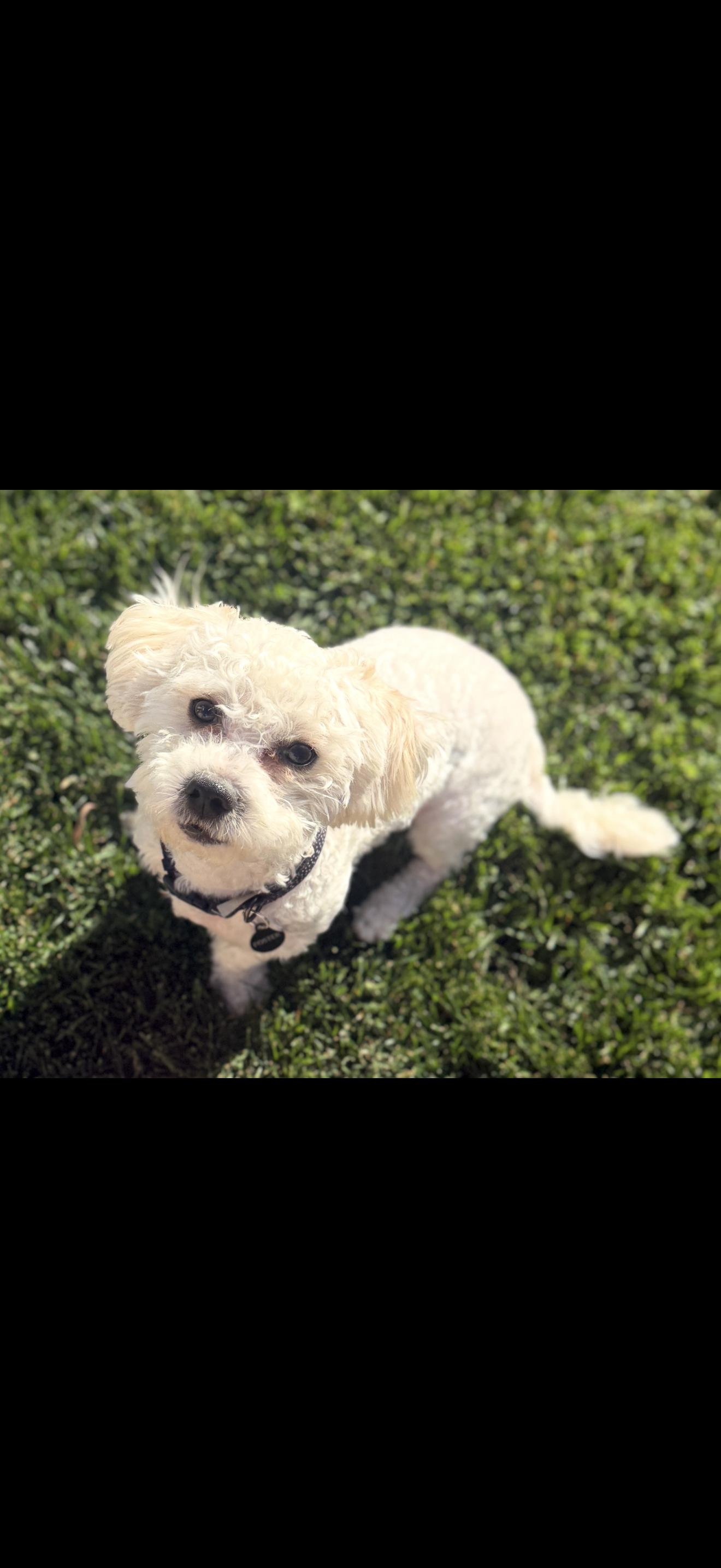 Enlarge Archie - The Jovial Boy , a ADOPTABLE Maltipoo in Anaheim, CA image 1/5
