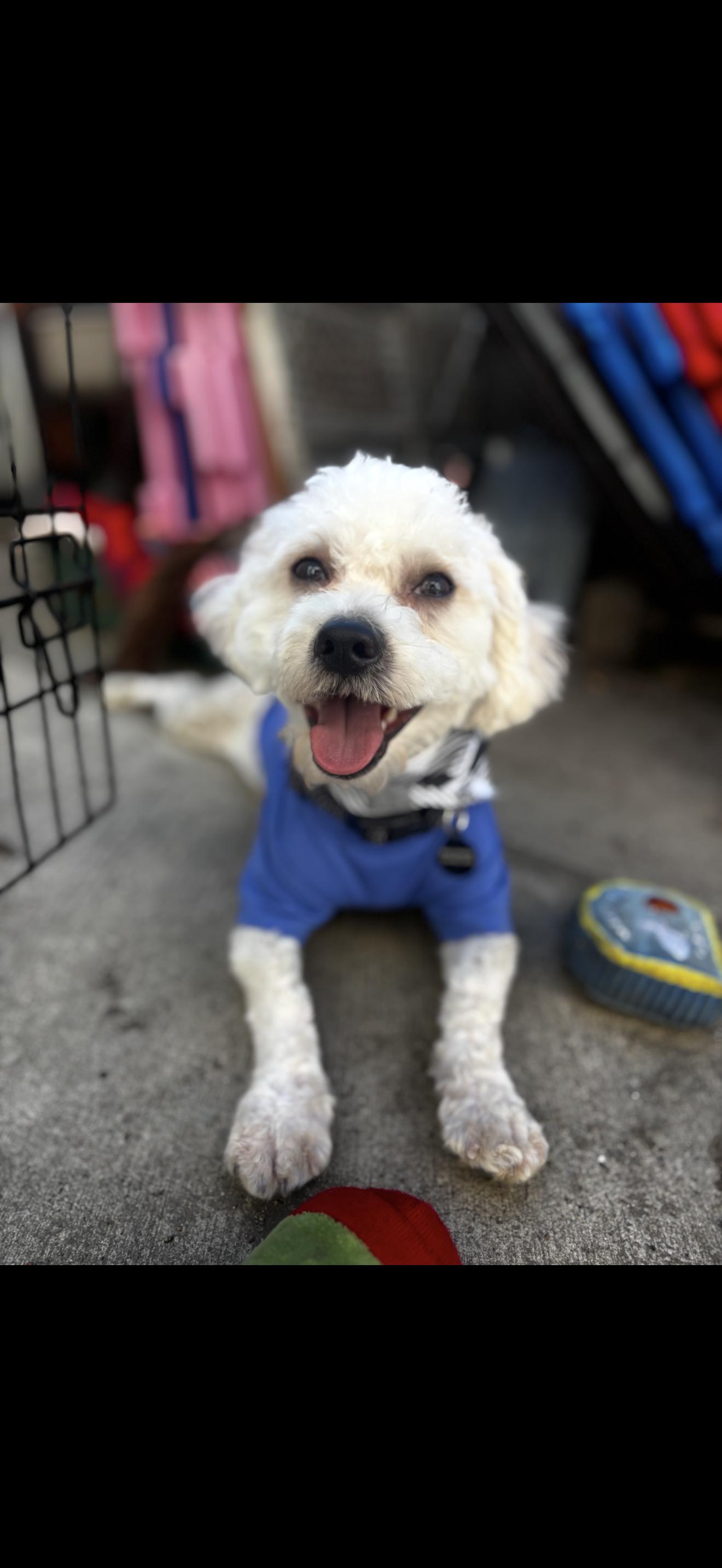 Enlarge Archie - The Jovial Boy , a ADOPTABLE Maltipoo in Anaheim, CA image 2/5