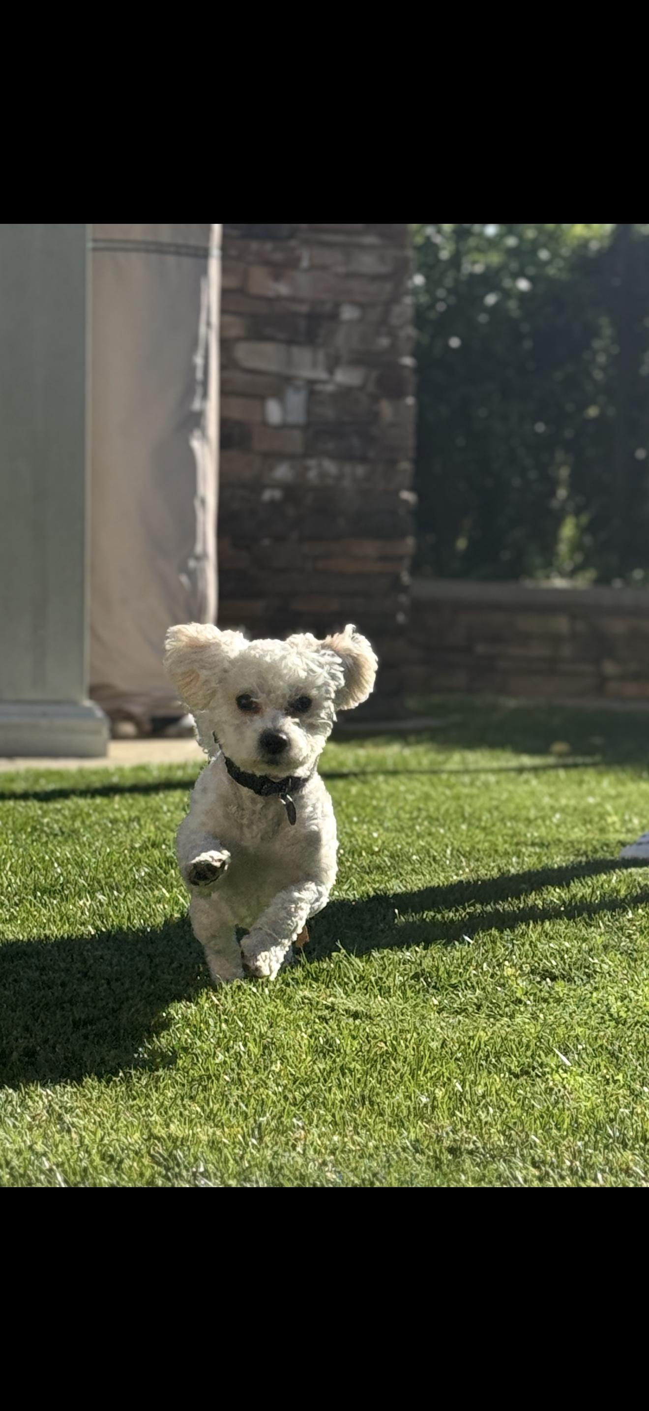 Enlarge Archie - The Jovial Boy , a ADOPTABLE Maltipoo in Anaheim, CA image 3/5