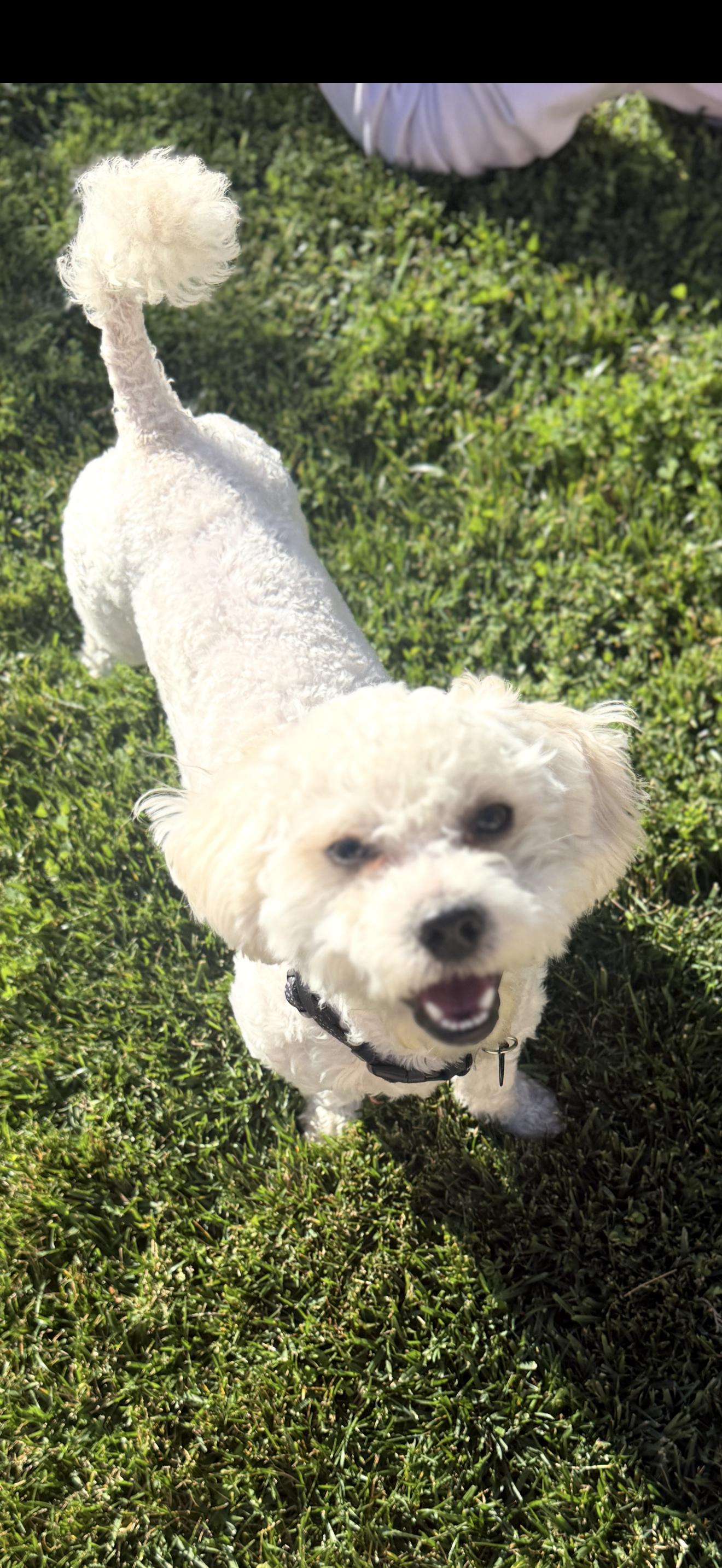 Enlarge Archie - The Jovial Boy , a ADOPTABLE Maltipoo in Anaheim, CA image 5/5