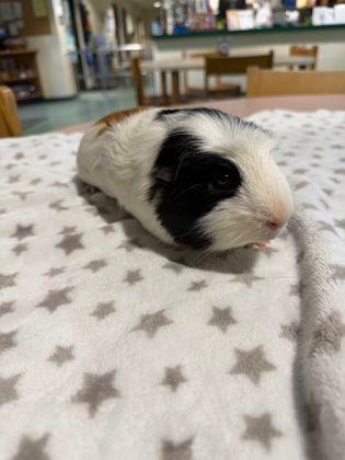 Snoop & Dre, ADOPTABLE, Adult Male Guinea Pig & Short-Haired.