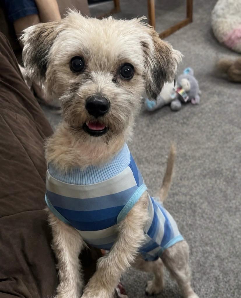 Rocky, a ADOPTABLE mixed breed in Philadelphia, PA image 2/6