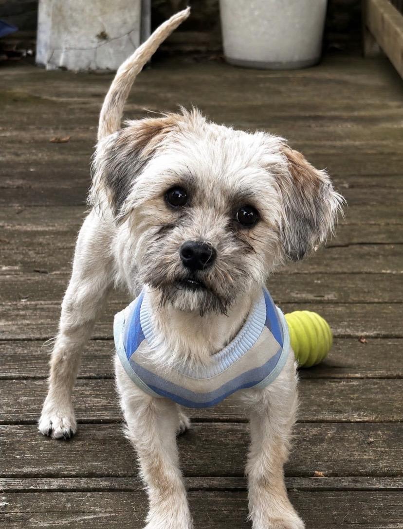 Rocky, ADOPTABLE, Adult Male Yorkshire Terrier & Terrier.
