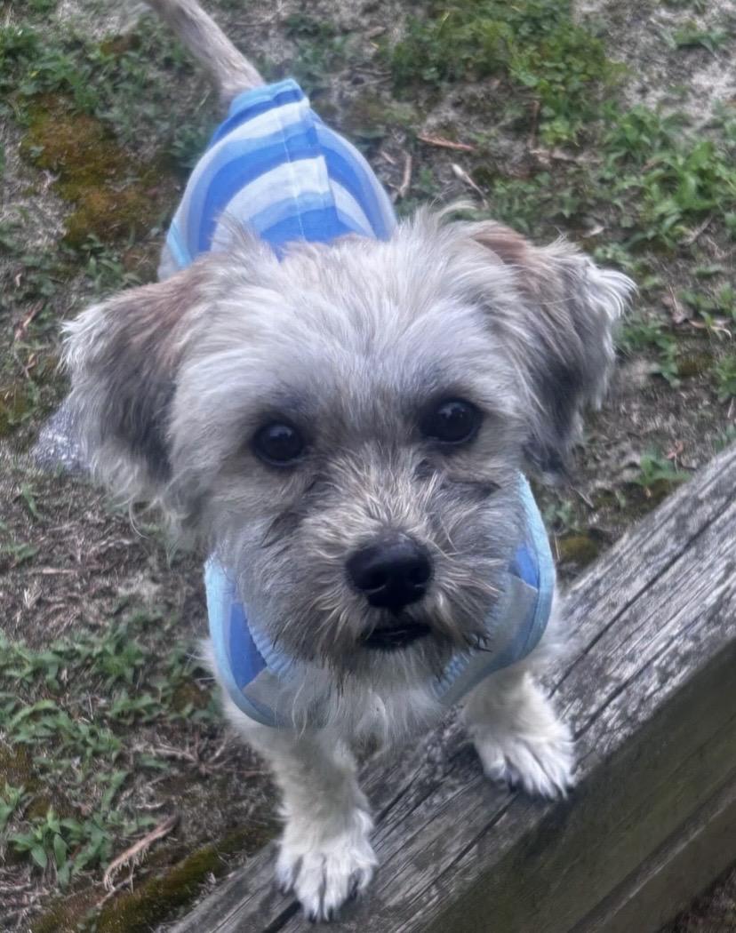 Rocky, a ADOPTABLE mixed breed in Philadelphia, PA image 6/6