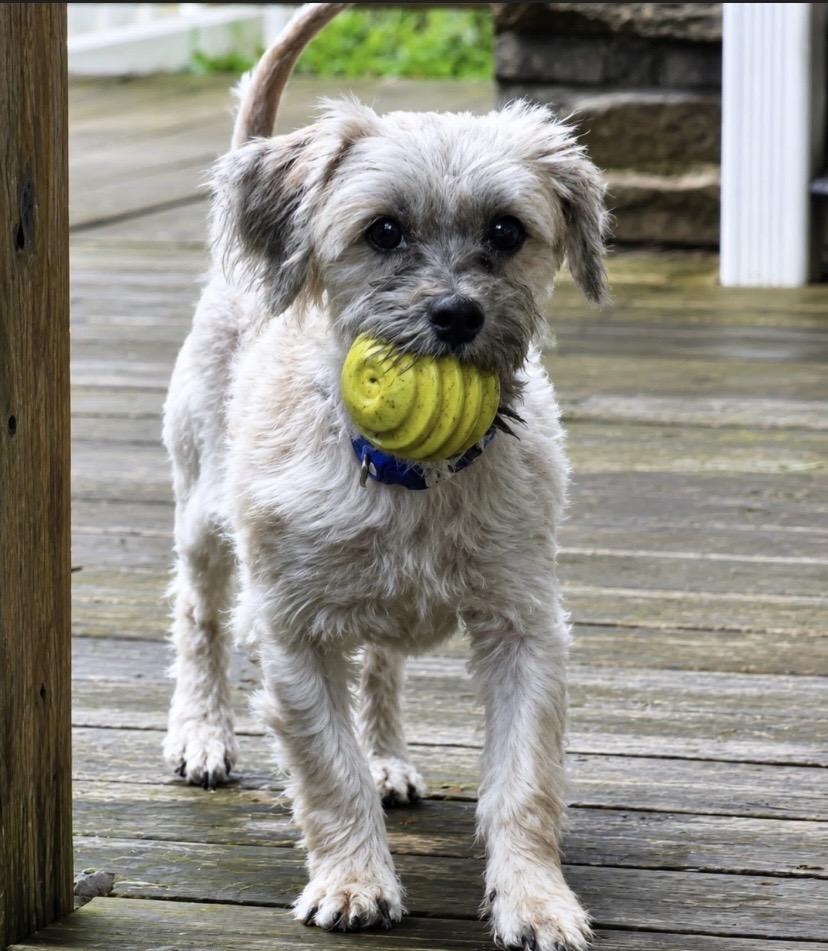 Rocky, a ADOPTABLE mixed breed in Philadelphia, PA image 5/6
