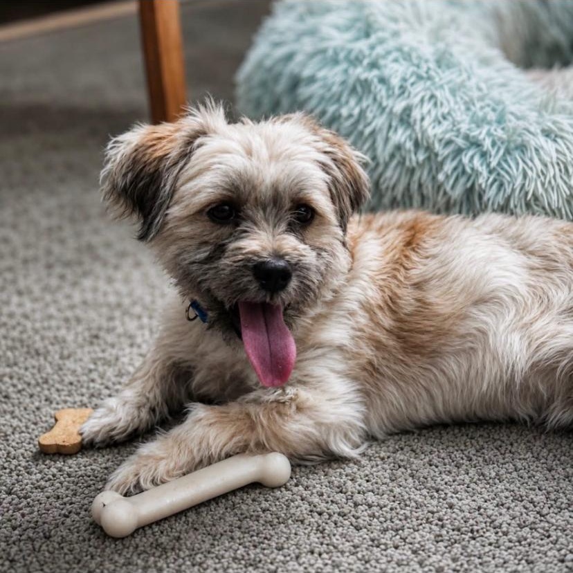 Rocky, a ADOPTABLE mixed breed in Philadelphia, PA image 3/6