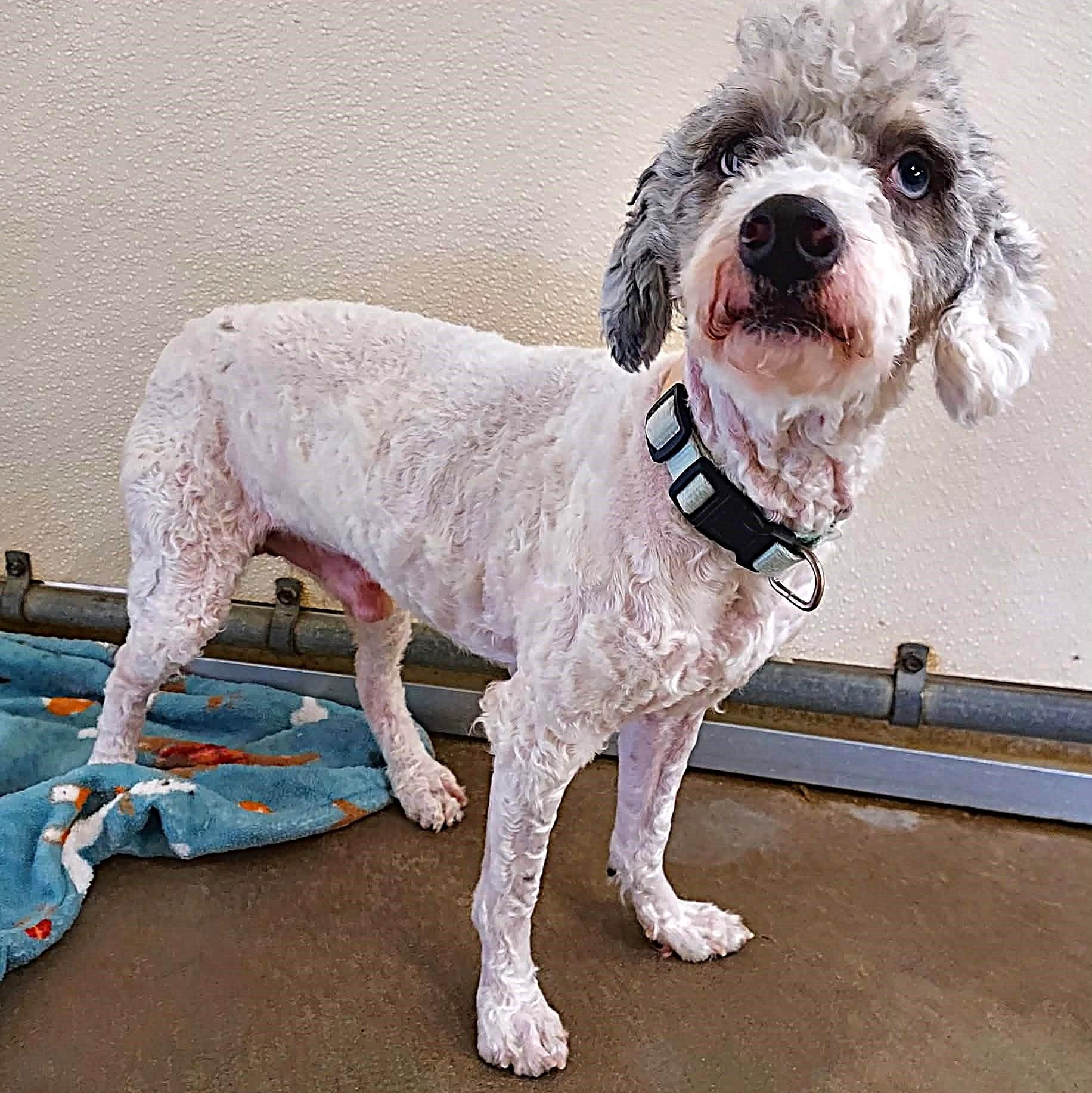 Markie, a ADOPTABLE mixed breed in Falls Creek, PA image 2/3