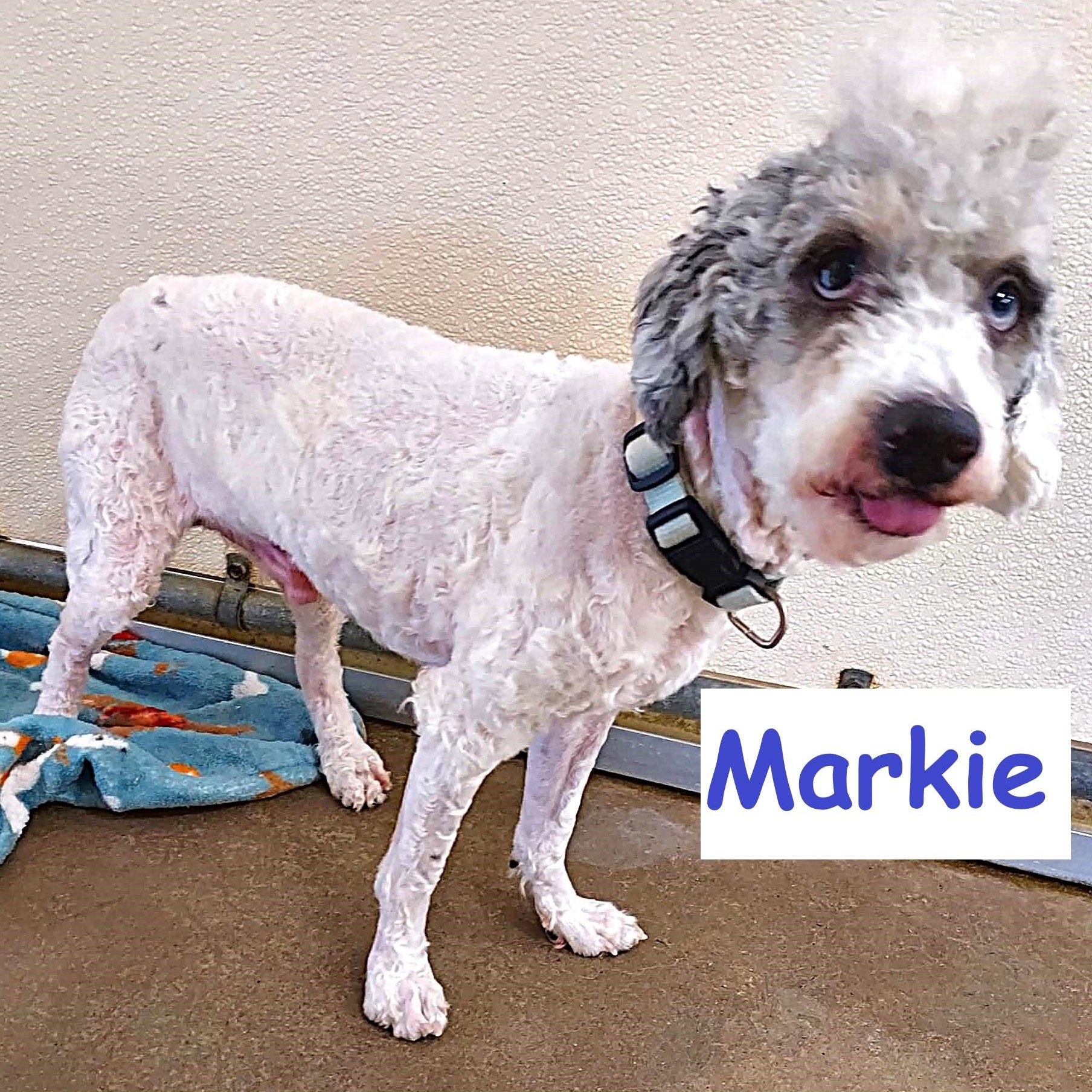 Markie, ADOPTABLE, Young Male Poodle.