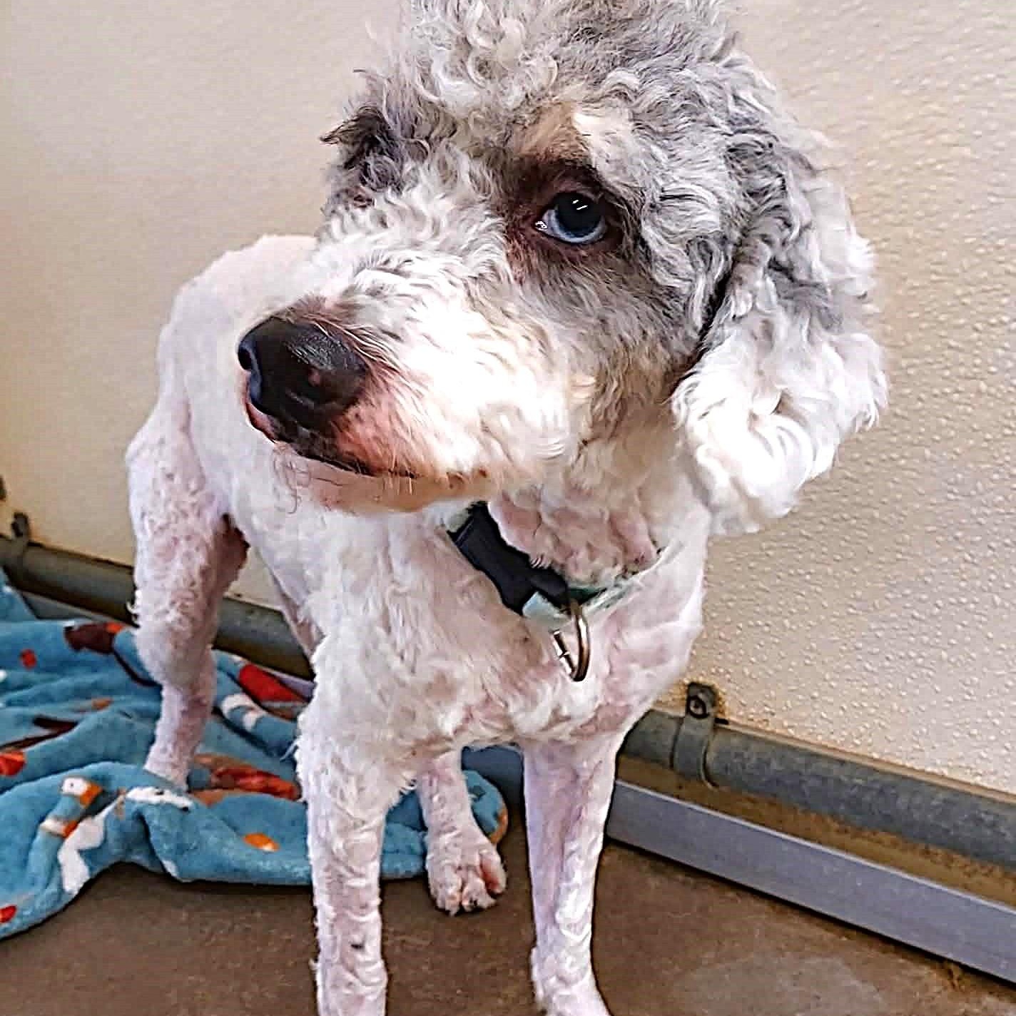 Markie, a ADOPTABLE mixed breed in Falls Creek, PA image 3/3