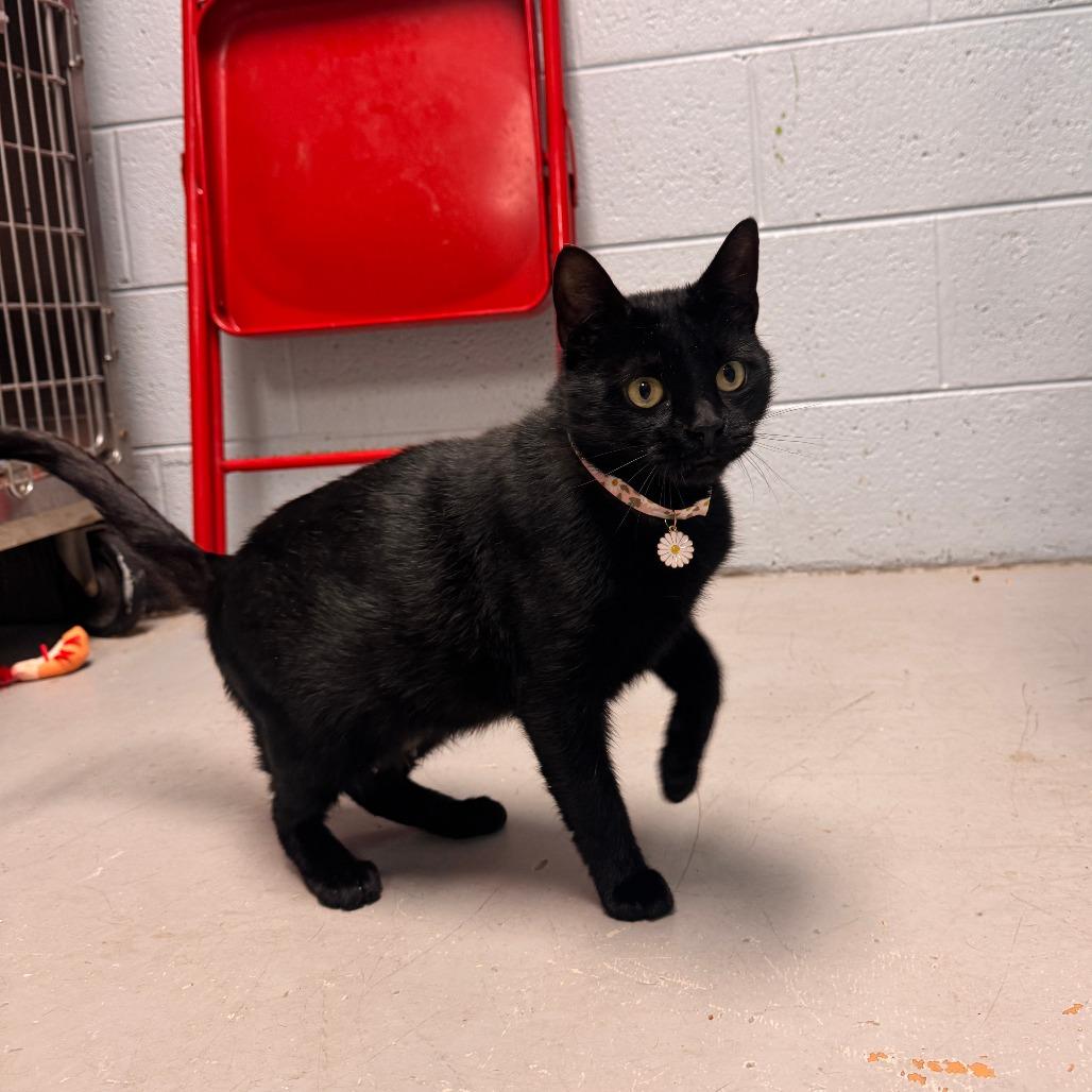 Topaz, Adoptable, Adult Female Domestic Short Hair.