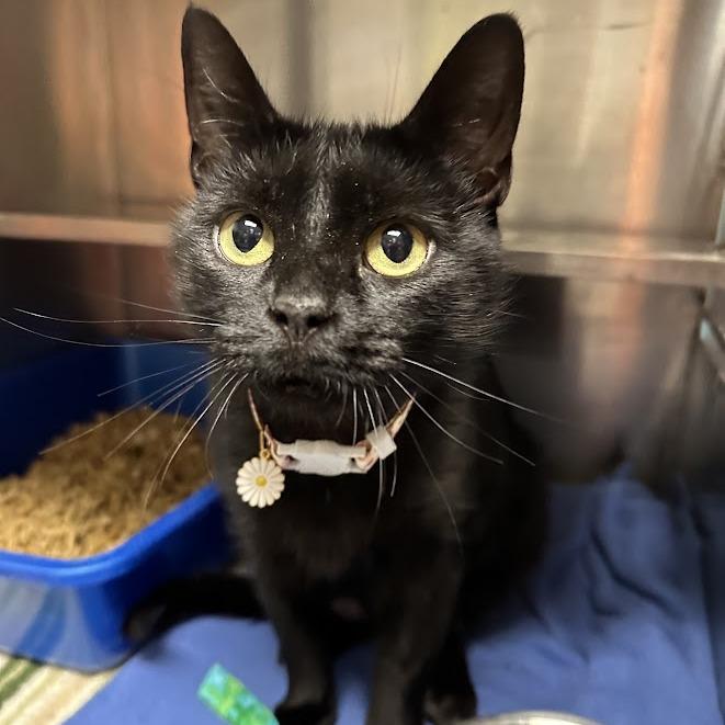 Enlarge Topaz, a Adoptable Domestic Short Hair in Oak Ridge, TN image 2/6