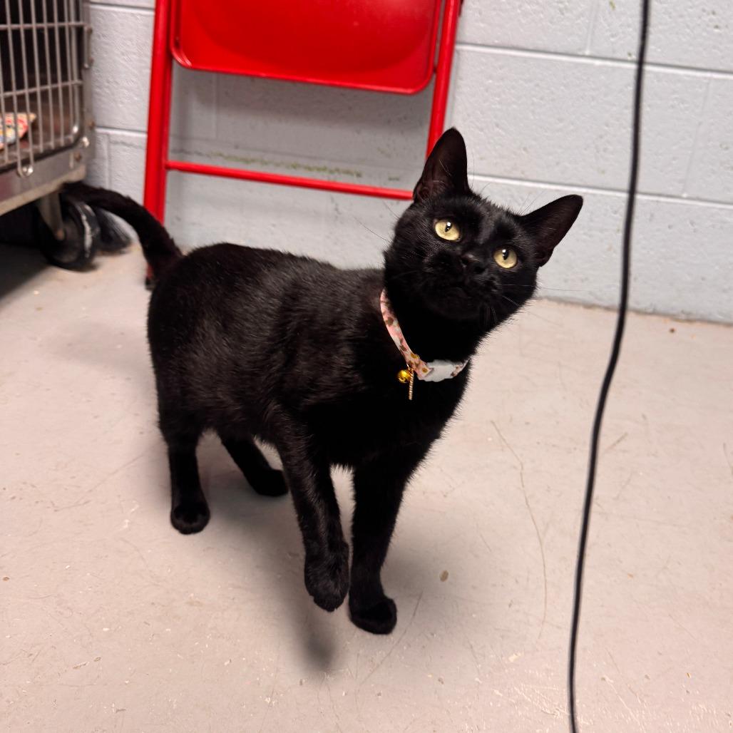Enlarge Topaz, a Adoptable Domestic Short Hair in Oak Ridge, TN image 3/6