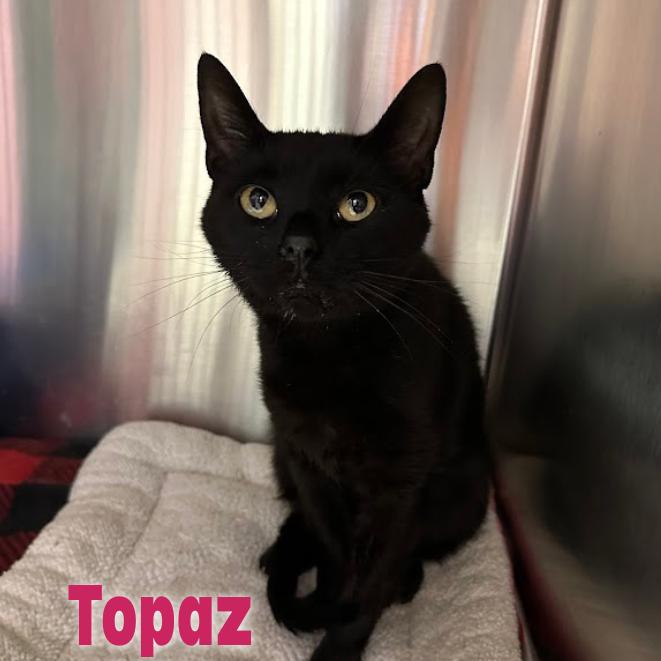 Enlarge Topaz, a Adoptable Domestic Short Hair in Oak Ridge, TN image 4/6