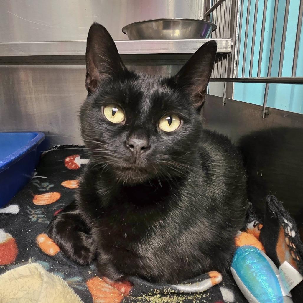 Enlarge Topaz, a Adoptable Domestic Short Hair in Oak Ridge, TN image 5/6