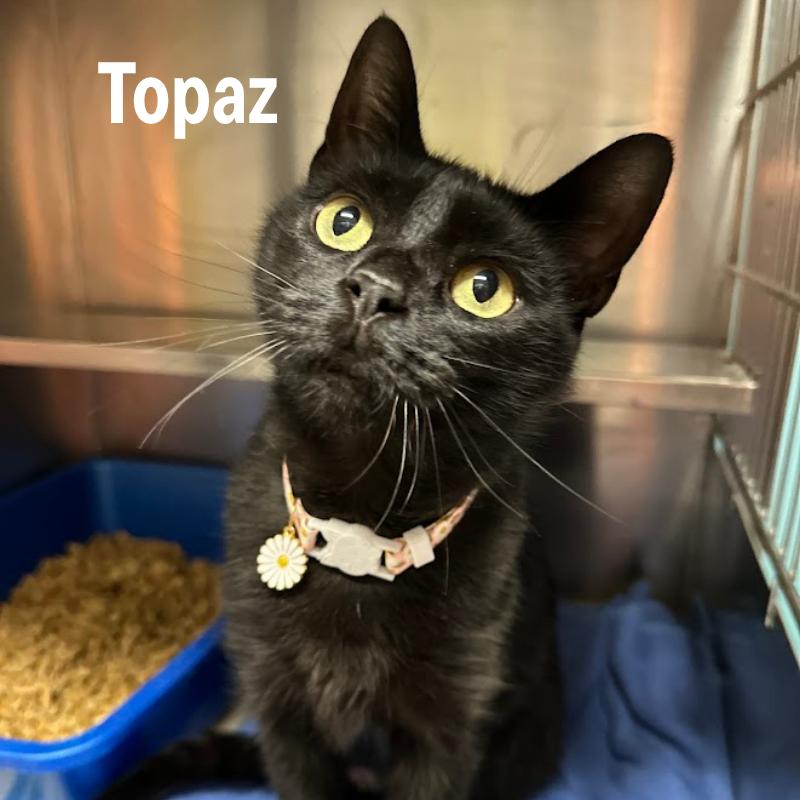 Enlarge Topaz, a Adoptable Domestic Short Hair in Oak Ridge, TN image 6/6