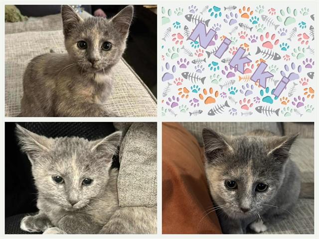 NIKKI, Adoptable, Kitten Female Domestic Medium Hair.