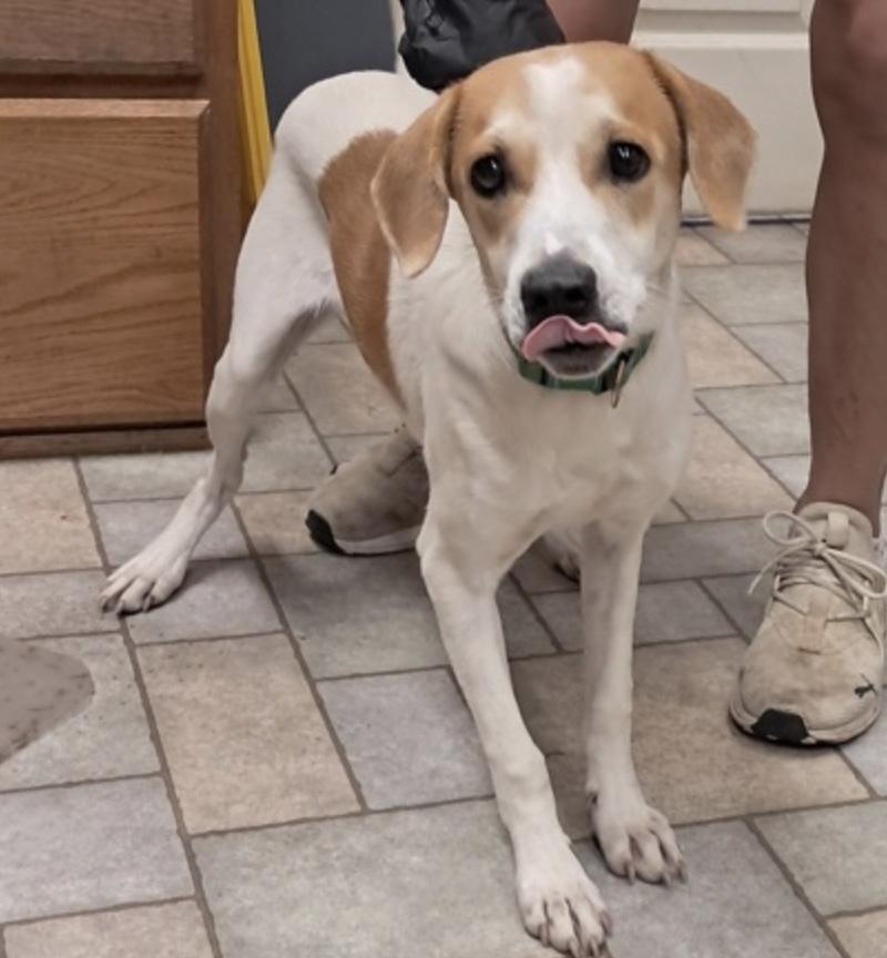 Wally, Adoptable, Puppy Male Hound.